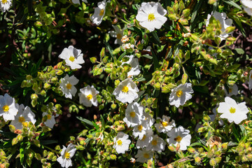 Selective focus on white flower Montpelier rock rose (Cistus monspeliensis). Vegetation in Garajonay National Park seen from Roque Agando, La Gomera, Canary Islands, Spain, Europe. Botany flora