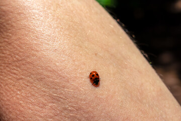 Selective focus macro view on a wild ladybug on human hand. Wildlife Garajonay National Park, La Gomera, Canary Islands, Spain. Wishing luck or falling in love concep. A ladybug on the person arm.