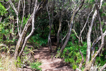 Mystical hiking trail through the laurel forest in Garajonay National Park, La Gomera, Canary Islands, Spain, Europe. Central ancient Lush green Laurisilva forests with many endemic species. Fauna