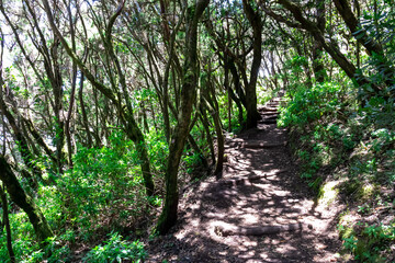 Fototapeta premium Mystical hiking trail through the laurel forest in Garajonay National Park, La Gomera, Canary Islands, Spain, Europe. Central ancient Lush green Laurisilva forests with many endemic species. Fauna