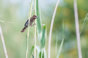 Thick billed weaver perched between two reeds