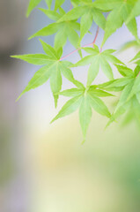 夏の京都で風に揺れる青もみじ