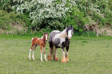 Two horses grazing, a mother with a young newborn foal both looking directly at the camera