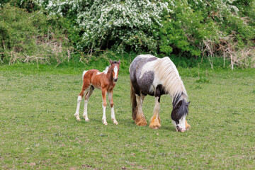 Naklejka na ściany i meble Two horses grazing, a mother with a young newborn foal