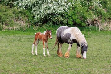 Two horses grazing, a mother with a young newborn foal