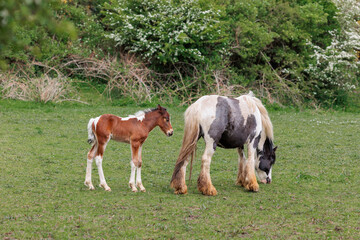 Naklejka na ściany i meble Two horses grazing, a mother with a young newborn foal