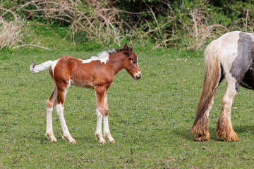 Fototapeta na wymiar Two horses grazing, a young newborn foal follows mother