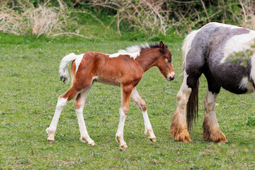 Naklejka na ściany i meble Horses, a young newborn foal follows its mother