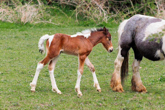 Horses, a young newborn foal follows its mother