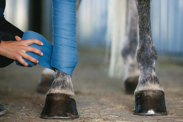 Female hands putting some polo leg wraps to grey color horse. Training horse for dressage. Concept of animal, care, sport, health