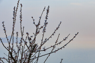 Alberi in fiore e mare