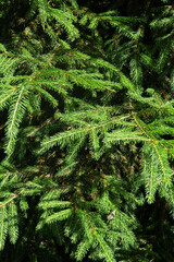 Background of green spruce branches