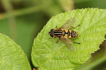 The Footballer Hoverfly,  Helophilus pendulus, resting on a leaf.