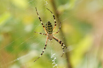 A hunting female Wasp Spider, Argiope bruennichi, on its web.