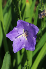 Canterbury bell blue flower in close up