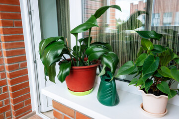A house plants in flowerpots and green watering can on the windowsill of balcony. Sunny day