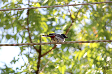 A red vented bulbul bird is sitting on a power line.