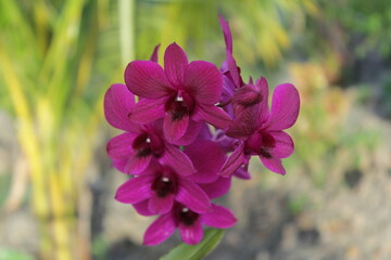 orchid tropical flower in nature background