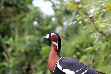 Red breasted goose in profile