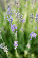Obraz na płótnie Canvas Atmospheric background with natural lavender flower details