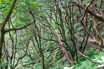 Fototapeta premium Hiking trail through enchanted ancient laurel dense sub tropical forest in the Anaga mountain range on Tenerife, Canary Islands, Spain, Europe, EU. Dense diversified fauna. Trees overgrown with moss