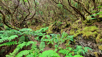Fototapeta premium Hiking trail through enchanted ancient laurel sub tropical forest in the Anaga mountain range on Tenerife, Canary Islands, Spain, Europe, EU. Dense diversified fauna. Path overgrown with moss and fern
