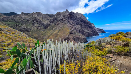 Field of Canary Island spurge cactus. Scenic view Atlantic Ocean coastline of Anaga massif,...