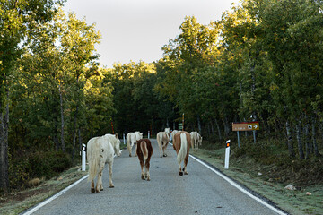 Manada de caballos blancos y marrones, andando por la carretera.