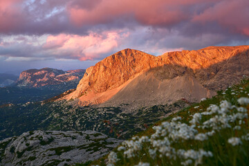 Sonnenuntergang an der Simony Hütte in den Dachsteiner Alpen mit wind verwehten Blumen im Vordergrund und Alpenglühen im Hintergrund