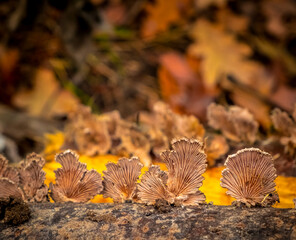 Unusual tree mushrooms on a tree trunk in the forest.