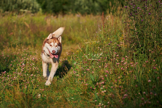 Cheerful Funny Husky Dog Quickly Runs Forward On The Grass In Sunny Evening Walk.