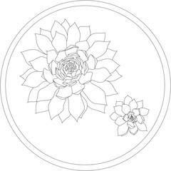 Lotus cactus top view. Vector house plant illustration. 