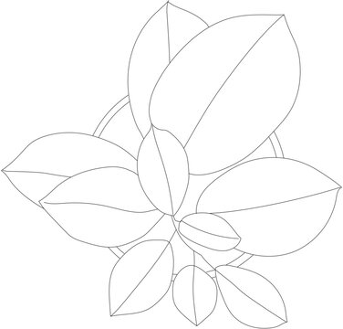 Top View Of A Philodendron Plant. Vector House Plant Cutout. 