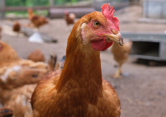 Red Cockerel Rhode Island rooster chicken close up head backyard looking front