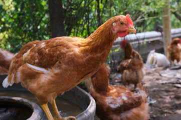 close-up curious Free-range chicken hens on organic family farm looking ahead
