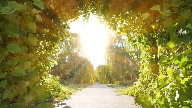 Amazing beautiful tunnel of grape leaves that flutter in the wind and a beautiful setting sun shines ahead. Bright road to heaven. Garden of Eden. UHD 4K zoom-in slow motion video