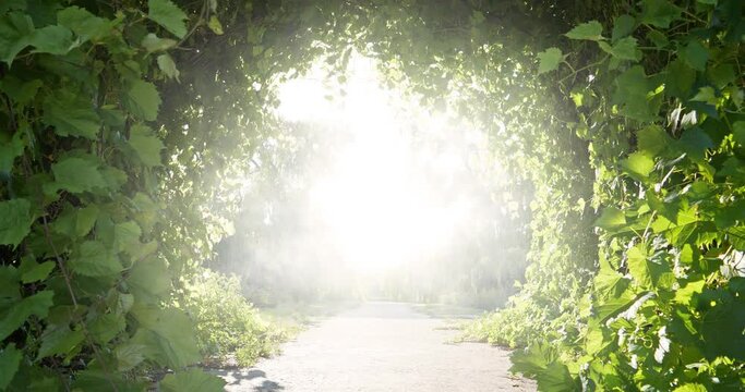 Way to other world. Bright road to paradise. Amazing beautiful tunnel of grape leaves that flutter in wind and attractive bright glow shines ahead. Cinema 4K zoom-in slow motion video