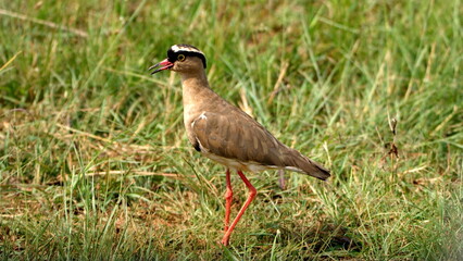 Crowned lapwing (Vanellus coronatus) in a field, in spring, in Rietvlei Nature Reserve, in Pretoria, South Africa