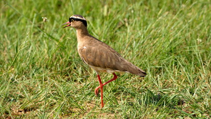 Crowned lapwing (Vanellus coronatus) in a field, in spring, in Rietvlei Nature Reserve, in Pretoria, South Africa