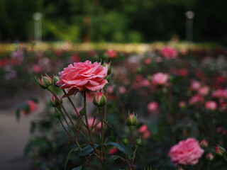 Pink rose at Rose Garden, Szczecin Poland
