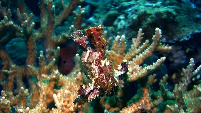Leaf scorpionfish (Taenianotus triacanthus) brown