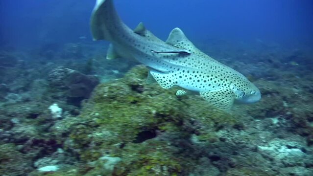 Zebra or Leopard shark (Stegostoma fasciatum) swimming close by
