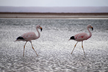 Flamencos