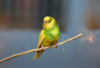 budgie