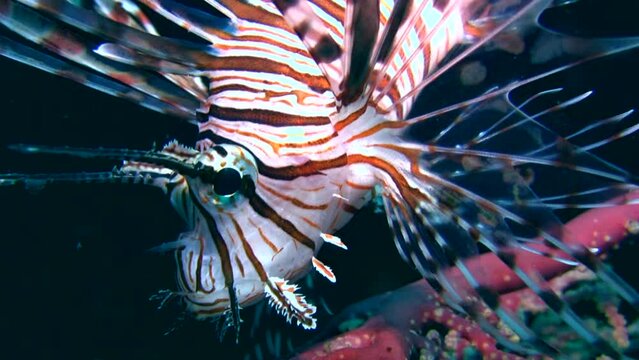 Common lionfish (Pterois volitans) close up