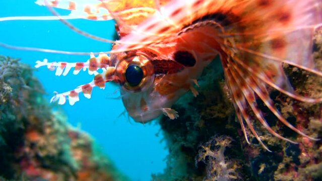 Spotfin lionfish (Pterois antennata) close up