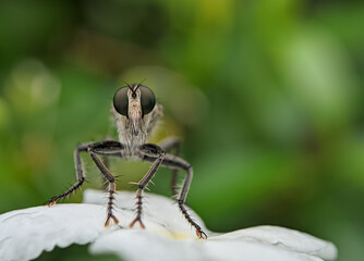 The Asilidae are a family of robber flies