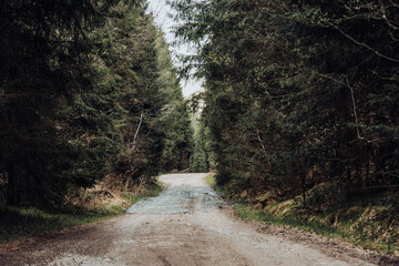Muddy path through forest with pine trees on the sides of the road