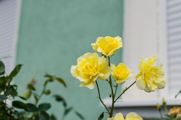 Yellow rose flower growing from the garden in front of a home