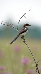 Southern fiscal (Lanius collaris) perched on a branch in Rietvlei Nature Reserve, in Pretoria, South Africa